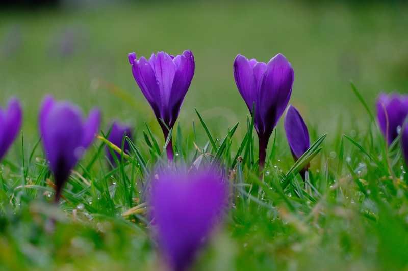 purple-violet-crocuses-flowers-