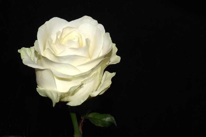 rose-white