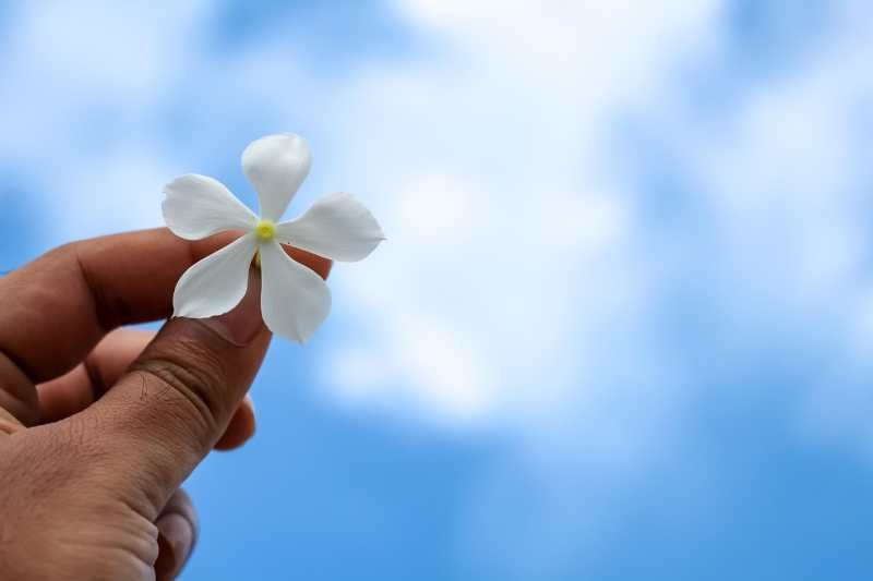 white-flower-in-hand