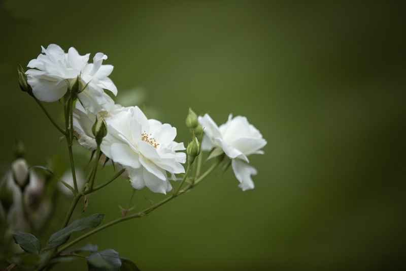 white-roses