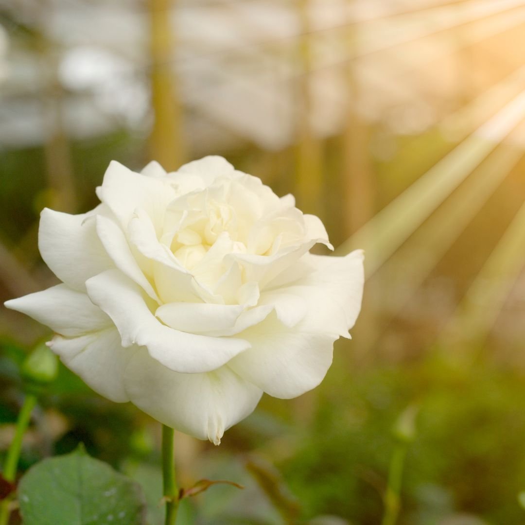 Untitled design - 2025-08-12T162357.565