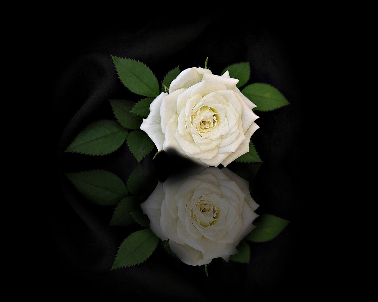 rose-flower-reflection-mirroring