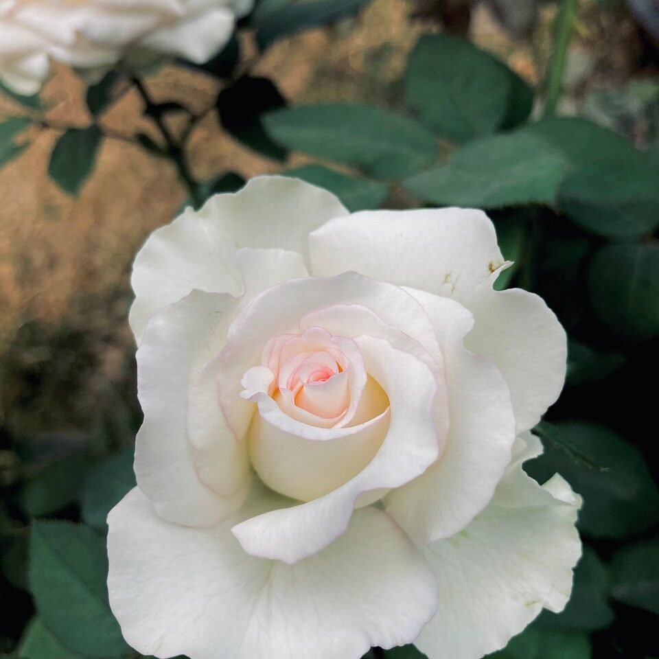 rose-flower-plant