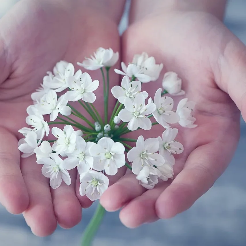 white-flower-holding-in-hand